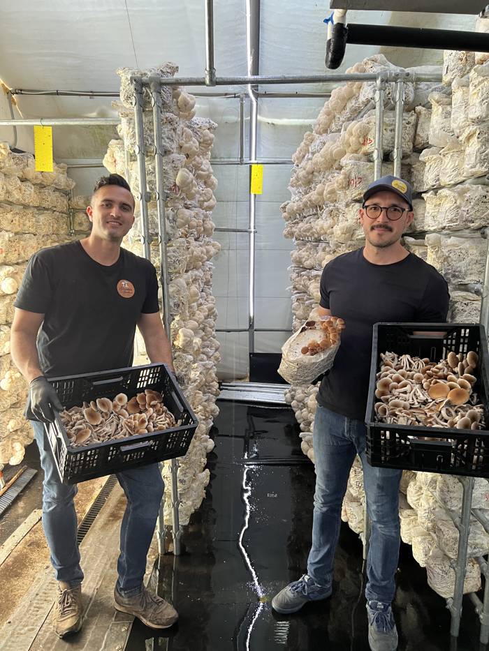 Andrew and Abel holding crates of fresh mushrooms in the grow room.