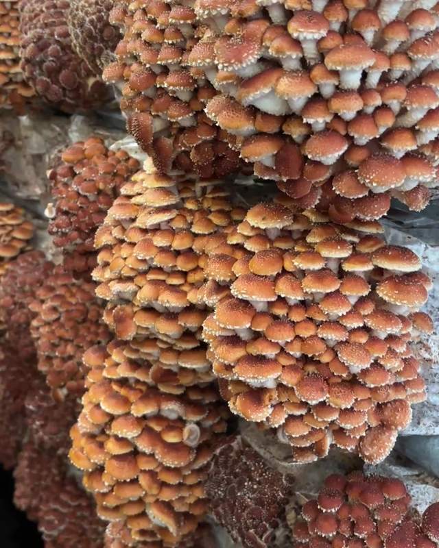 Chestnut mushrooms, so finicky most farms won't touch them. We grow walls of them.