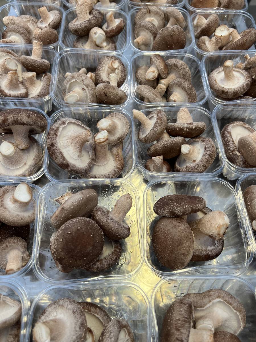 Shiitake punnets packed for market.